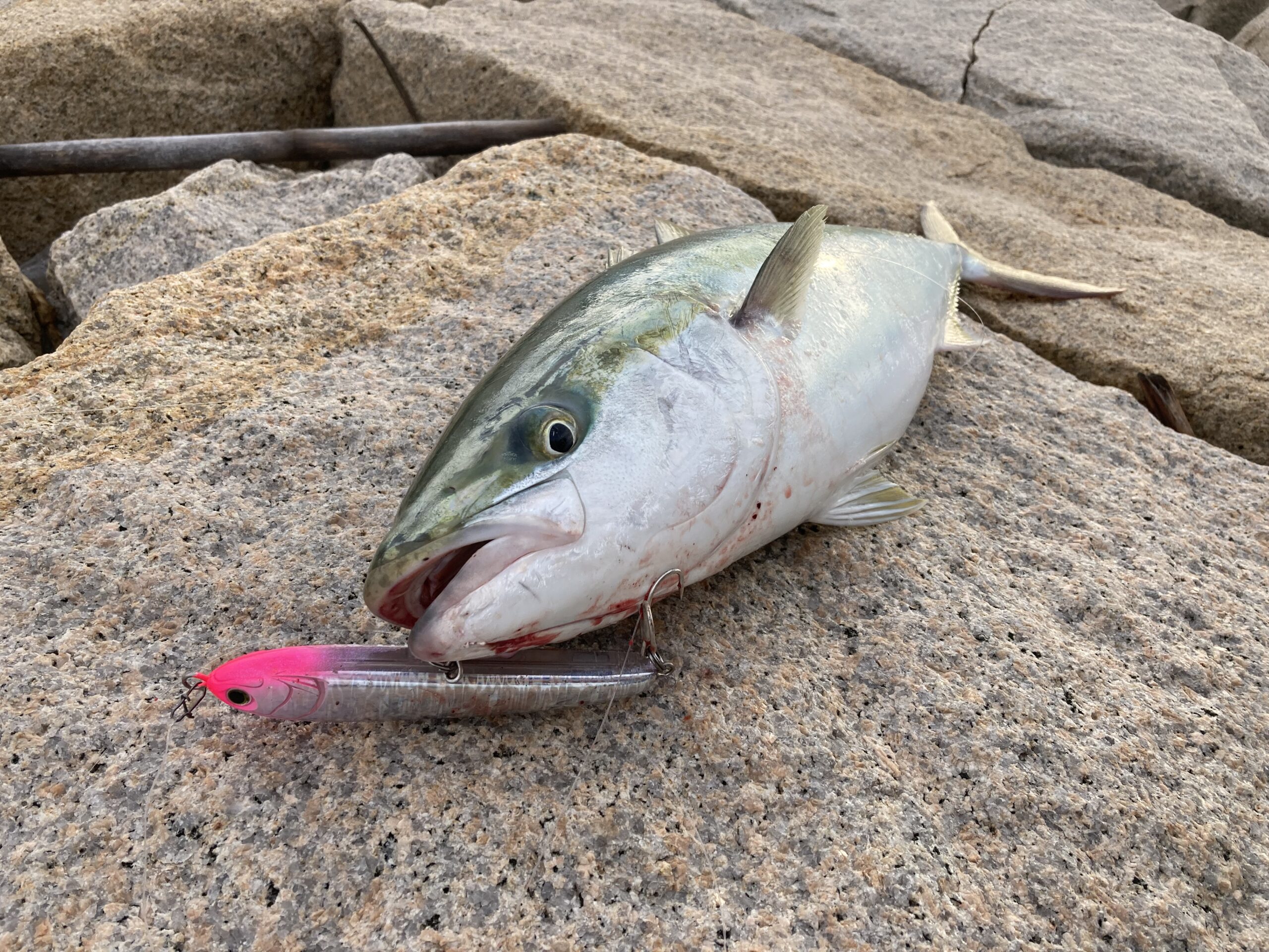 スレた青物を出し抜く！小型ダイビングペンシルのおすすめ5選  