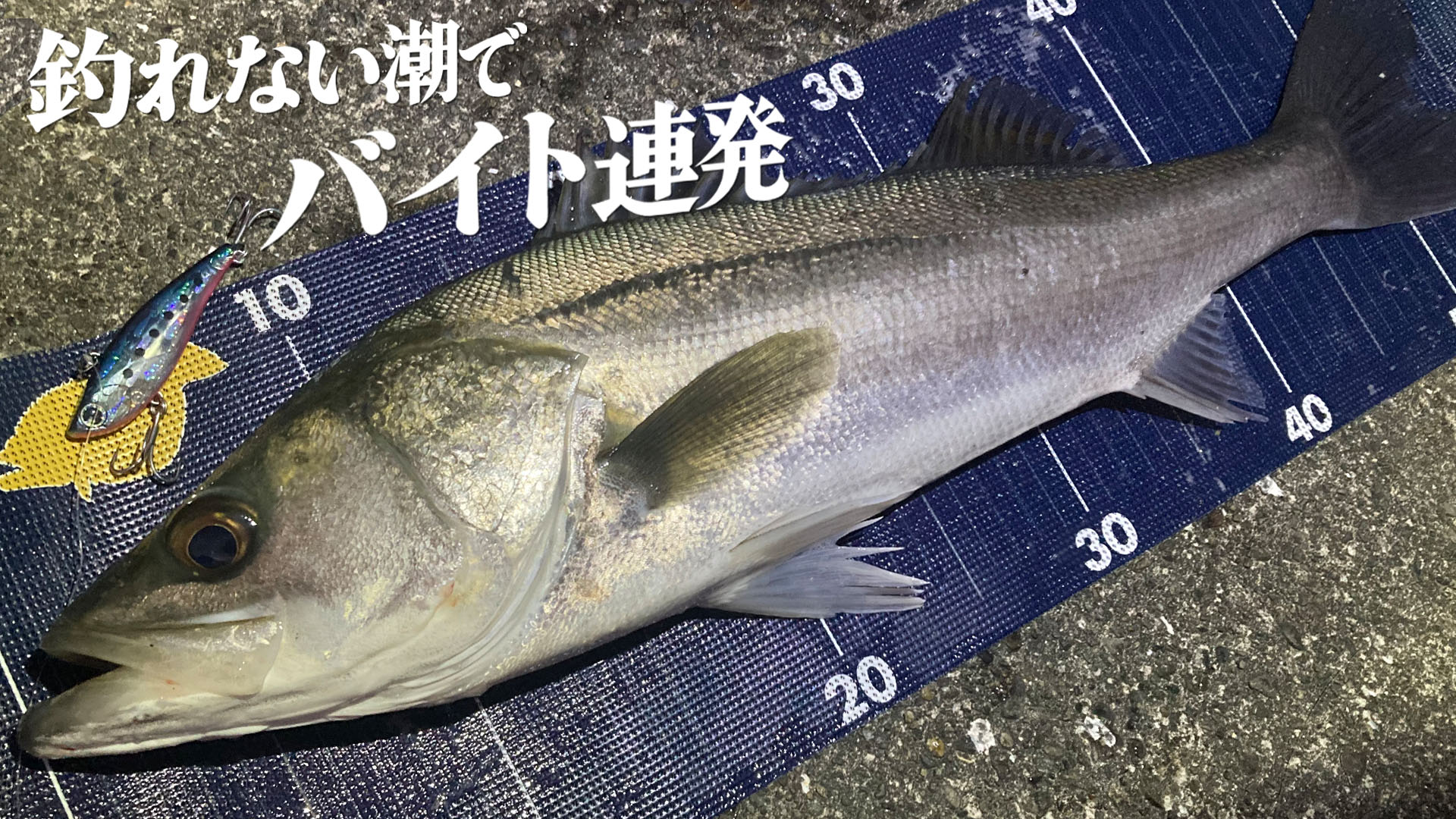 小潮・長潮で爆釣】潮が悪い日に効くルアー選びとポイント選び ～青物 